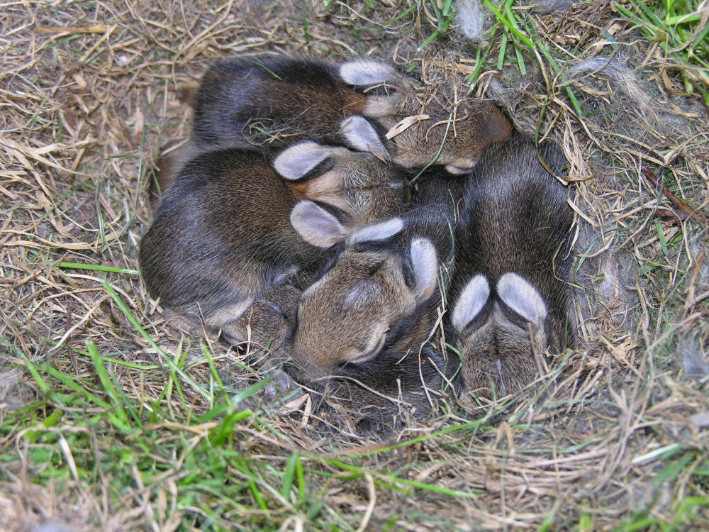 Photo of a bunch of baby bunnies huddled in their nest Burlington, Ontario