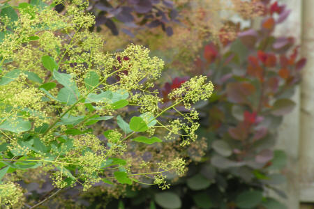 North American Smoke tree flower panicles in front of Royal Purple smokebush and Cotinus Grace smokebush