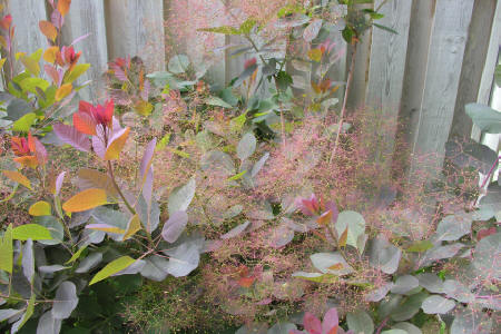 Cotinus Grace Smoke bush flower panicles beginning to look like smoke