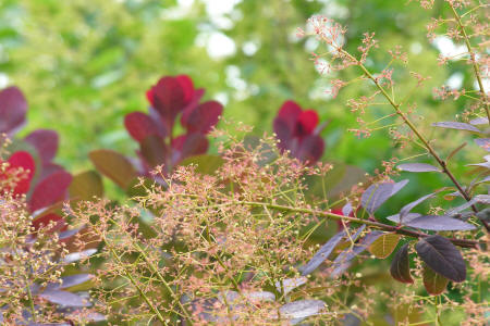 SmokeTree panicles of flowers