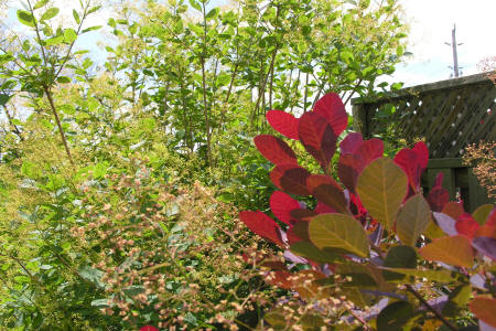 Royal Purple Smoke bush in front of American Smoke tree