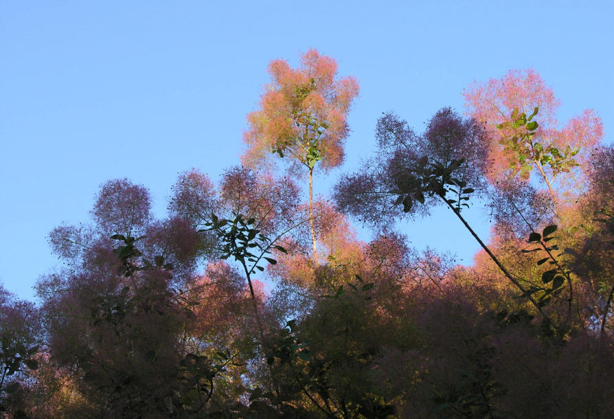 This photo shows how the mature flower panicles on the American Smoke tree or Cotinus Obovatus 