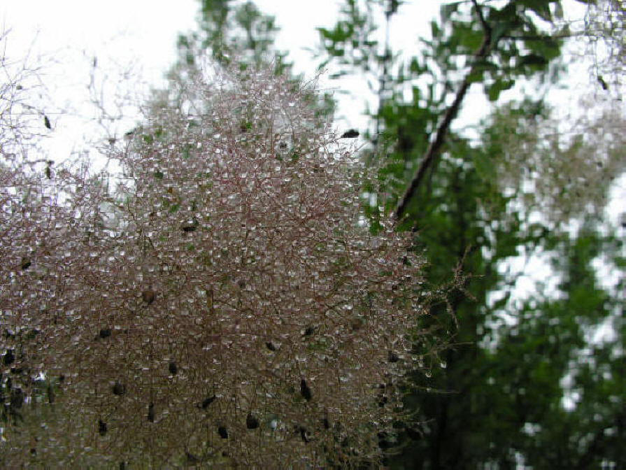 American Smoke Tree with wet panicles after a light rain