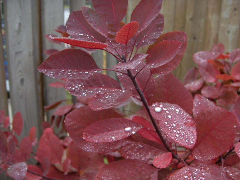 Wet leaves of Cotinus Grace Smoke bush