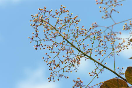 Smoke tree flower panicle in a clear sunny sky