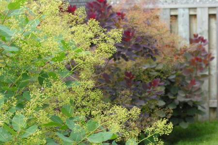 Small flowers just beginning to open on the panicles of a smoke tree