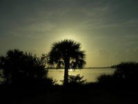 Date Palm tree at sunrise on the Indian River Grant, Florida