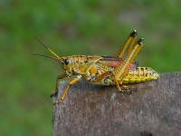 Photo of Large Colorful Grasshopper on a board Micco, Florida