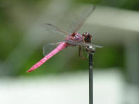 Purple dragonfly hanging out on the antennae of a 1979 Camero in Micco Florida
