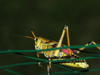 Photo of Large Colorful&nbsp;Grasshopper on a board Micco, Florida