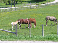 Four horses in a field with fence, grey horse, tan horse, two brown horses in pasture 